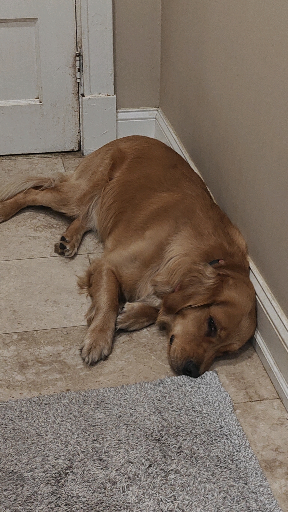 A sleepy golden retriever relaxing on a tiled bathroom floor.