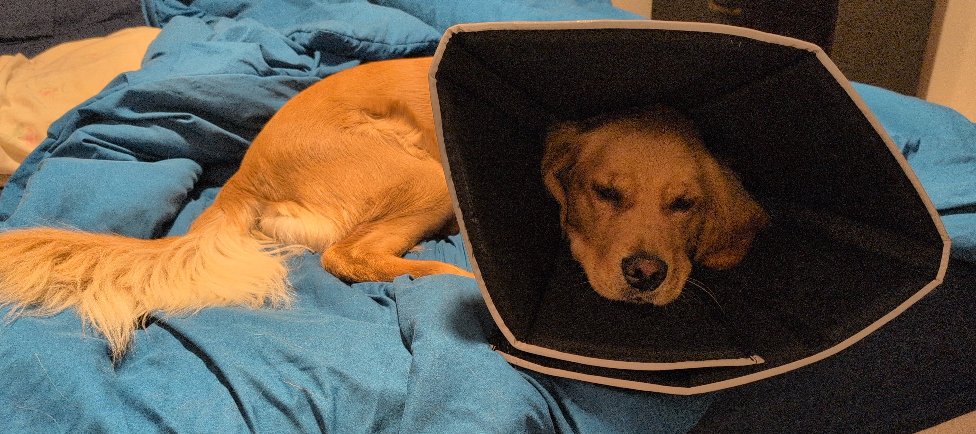 A golden retriever with a large Elizabethan collar lying on a bed. She does not look amused.