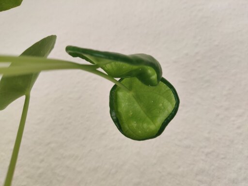 Image of two leafs of an ufo plant where the edges are curling up.