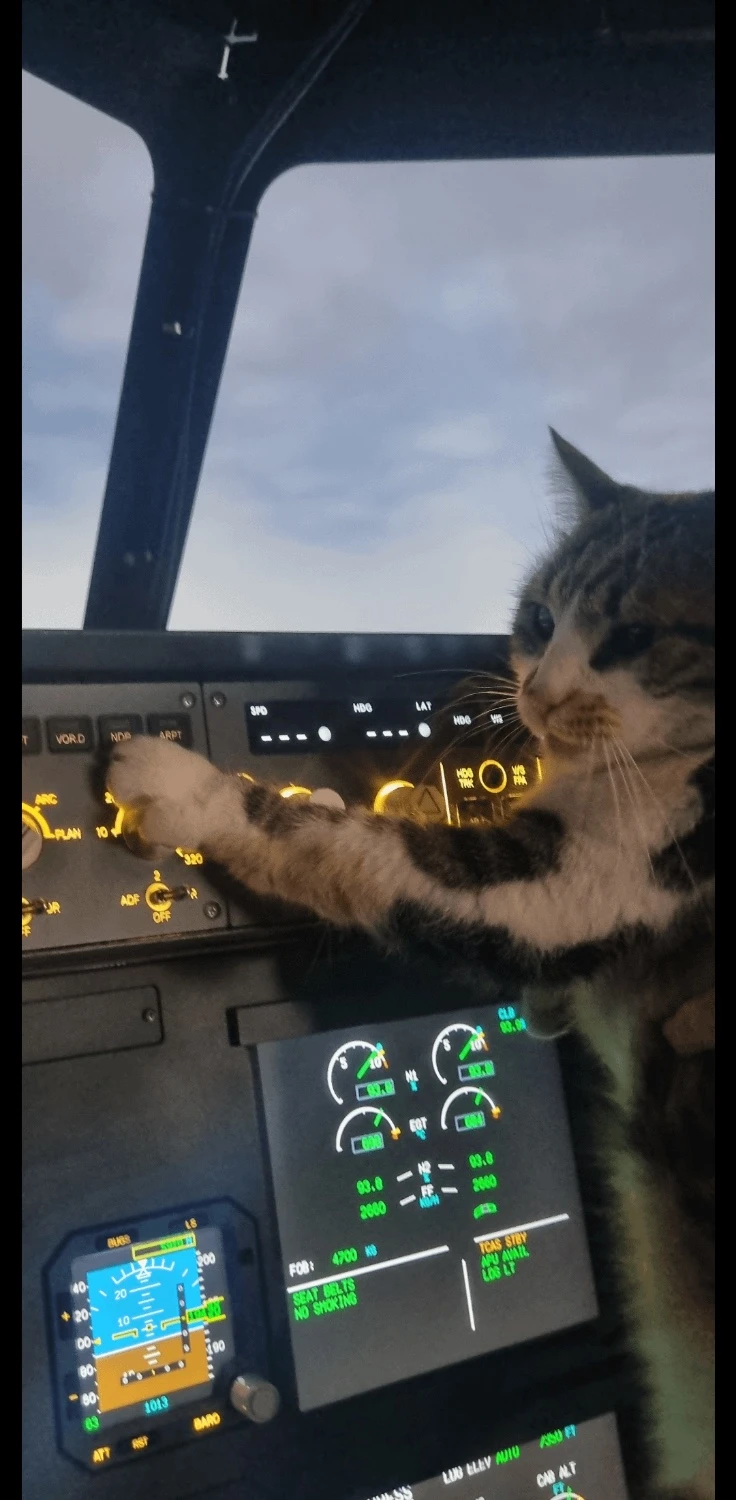 A cat in an airliner flight deck