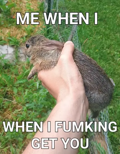 Picture of an adorable little bunny having been caught in the left hand of the photographer. It is sopping wet from sprinting through the wet, dewey vegetation of the photographer's garden while fleeing capture.

The caption reads as follows:
"ME WHEN I"
"WHEN I FUMKING GET YOU"