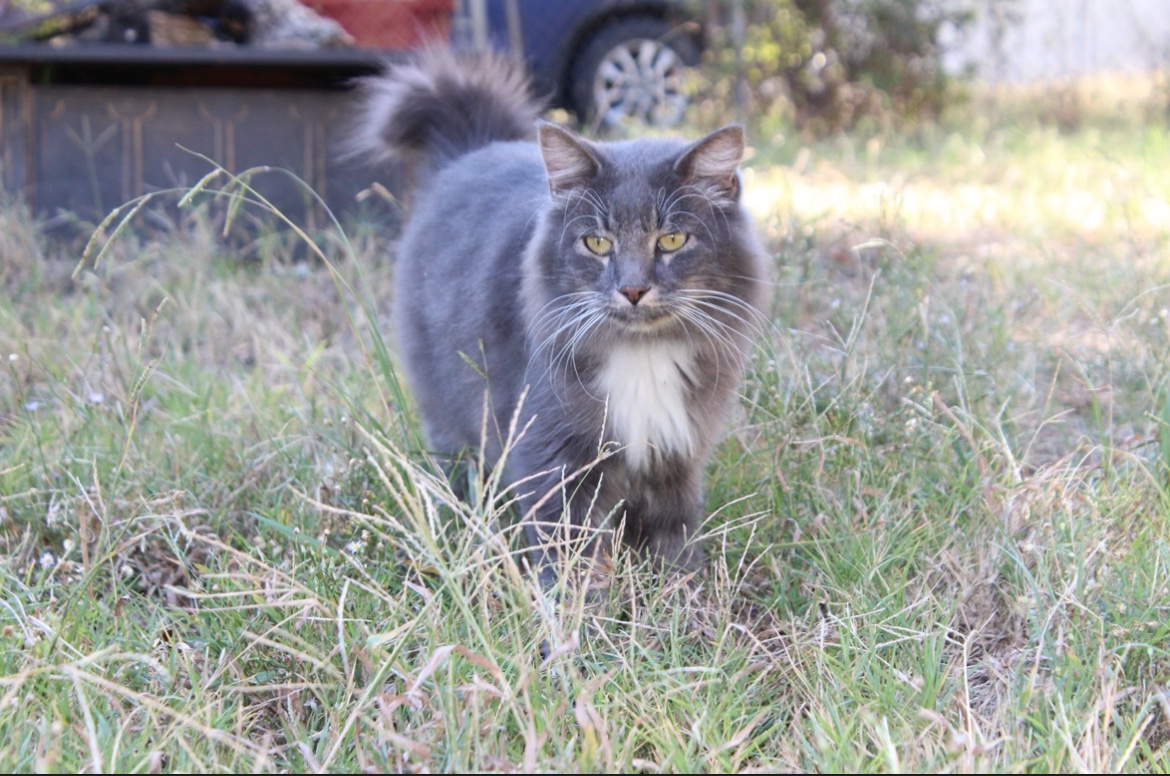 A cat with grey and white fur and green eyes standing majestically in the grass. 