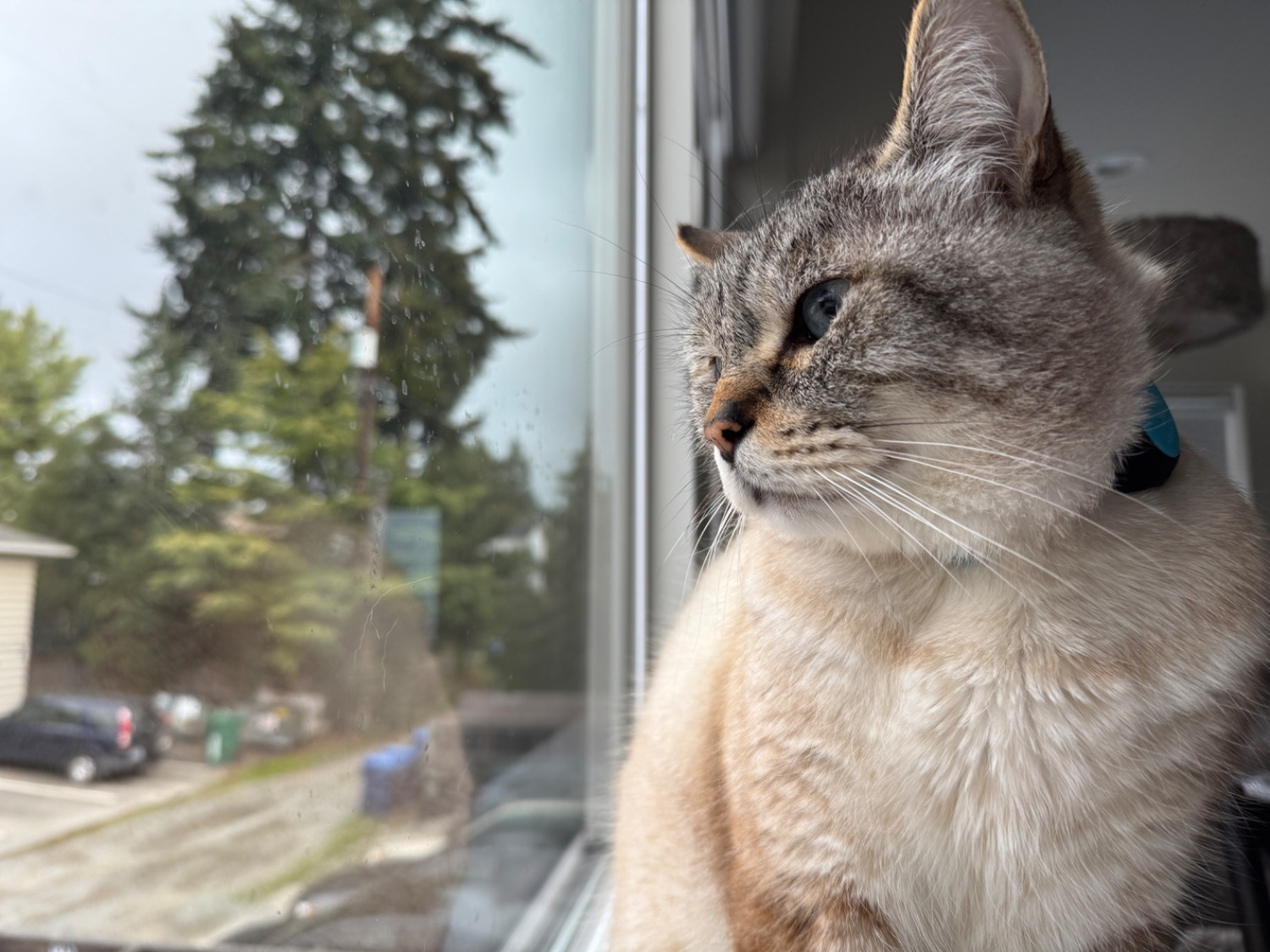 Lynxpoint Siamese cat named Biscuit looking out the window. 