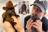 P’nut the Squirrel, beloved pet and internet sensation, euthanized after being seized by NY state