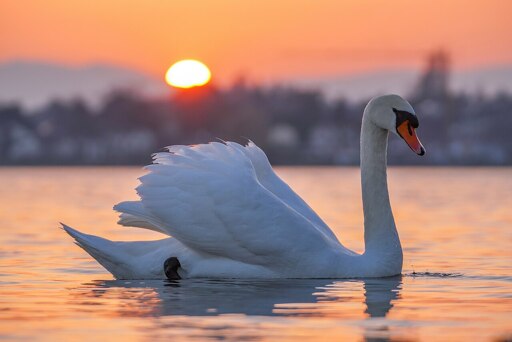 Sonnenuntergang hinter einem wilden Höckerschwan am Genfersee