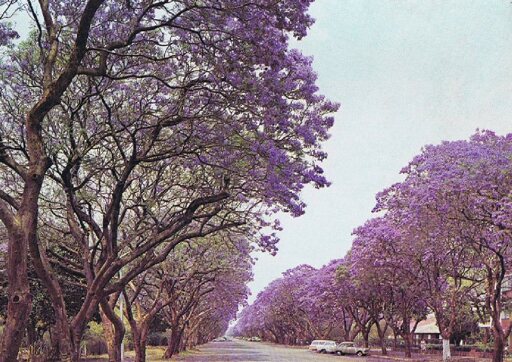 Ein altes Foto einer gepflegten Allee mit pinken Bäumen unter blauem Himmel.