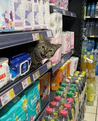 Photo of a cat peeking out and meowing from a shelf in a store next to some toiletries. For only 2.40€ it's quite the deal!