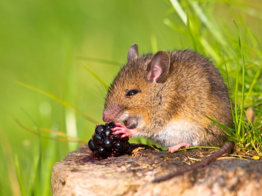 Eine Feldmaus sitzt gemütlich auf einem Stein und schnabuliert eine Brombeere. Um sie herum erstrahlt alles in frischem Grün.