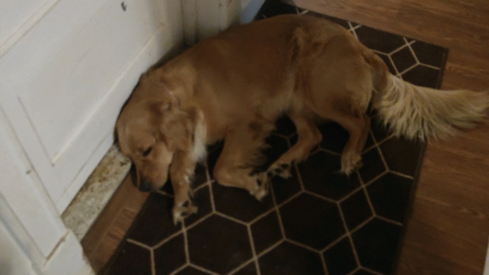 A sad looking golden retriever lies against the outside of a bathroom door in a hallway.