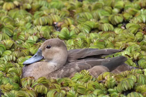 A female Rosy-billed Pochard floating amidst duckweed