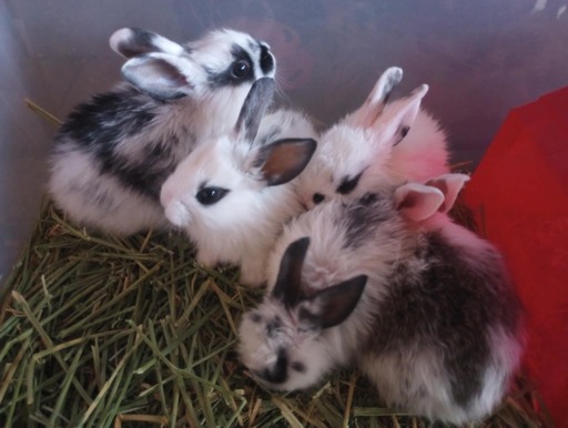 Five baby bunnies, all white with black spots