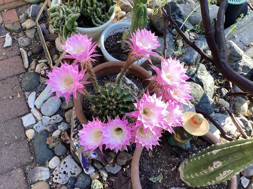 Lovely blooming day