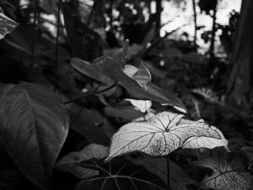 A light leaf in a dark environment