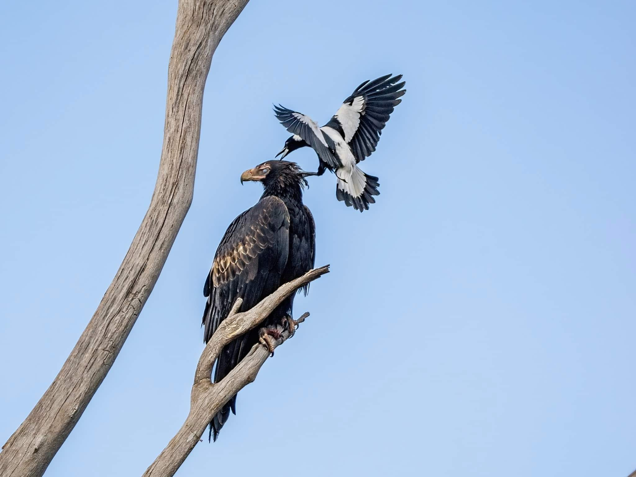 An Australian magpie swoops down on a wedge-tailed eagle perched on a bald tree branch